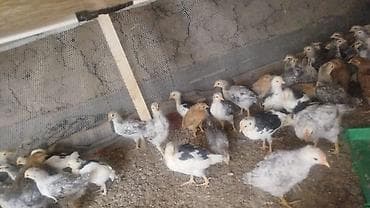 Продаю цыплята Борковский астралорб кучинский Около 2 месяцев Разных at lalafo.kg Продаю цыплята Борковский астралорб кучинский Около 2 месяцев Разных