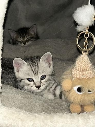 Үй жаныбарлары: Отдам в хорошие руки даром Котята серебристого окраса с тигровым — 3