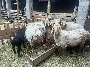 кукуруза качан: Продаю | Овца (самка) | Для разведения | Матка — 4