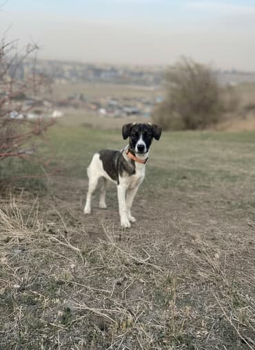 Собака даром: 5 месяцев, Самка, С прививкой