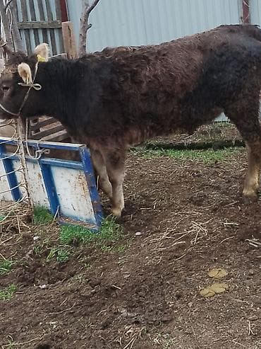 купить теленка бычка: Продаю | Корова (самка) | Швицкая | Для молока | Стельные, Не стельные — 4