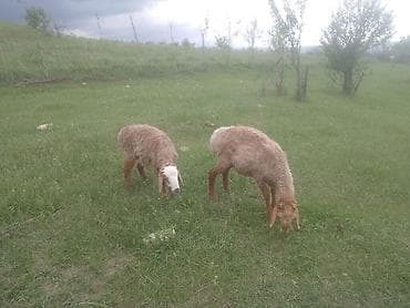 живые рыбки: Продаю | Овца (самка) | На забой — 3