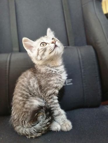 Котёнок серый тигровый - Возраст: примерно 1,5–2 месяца (по фото —