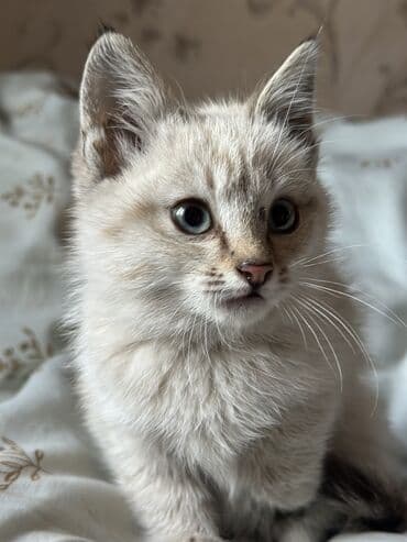 Мышык бекер берилет: Породасыз, 3 айлык, Ургаачы, Лотокко барууга үйрөтүлгөн — 2