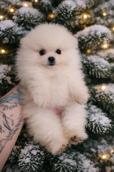 йоркширский терьер купить: Шпиц щенки под бронирование - Окрас: пати коллор, соболь,черно — 4