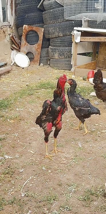 Сатам | Короздор | Жарым брама, Бройлер, Тебиштирүүчү | Көбөйтүү үчүн lalafo.kg да Сатам | Короздор | Жарым брама, Бройлер, Тебиштирүүчү | Көбөйтүү үчүн