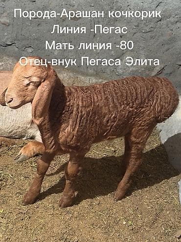Животные: Продаю | Ягненок | Арашан | Для разведения | Племенные — 1
