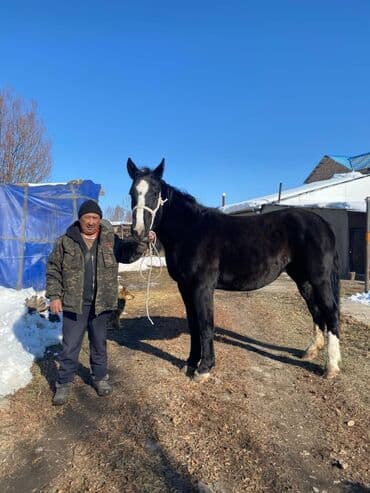животные на продажу: Продаю | Кобыла (самка) | Рабочий — 1