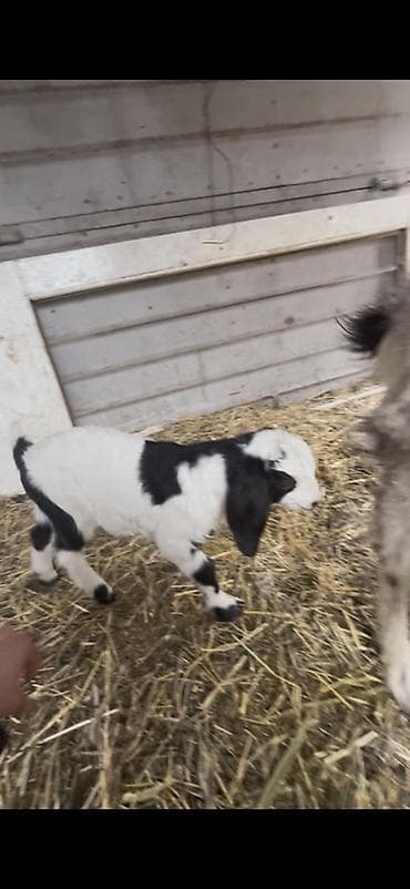 молоко осла: Продаю | Коза (самка) | Для молока — 7