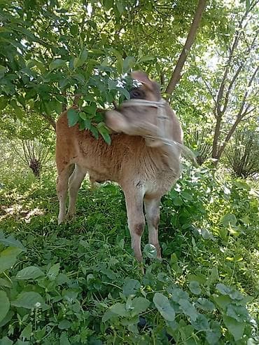 мексиканская голая собака: Продаю | Музоо, торпок | Джерсейская | Для разведения — 6