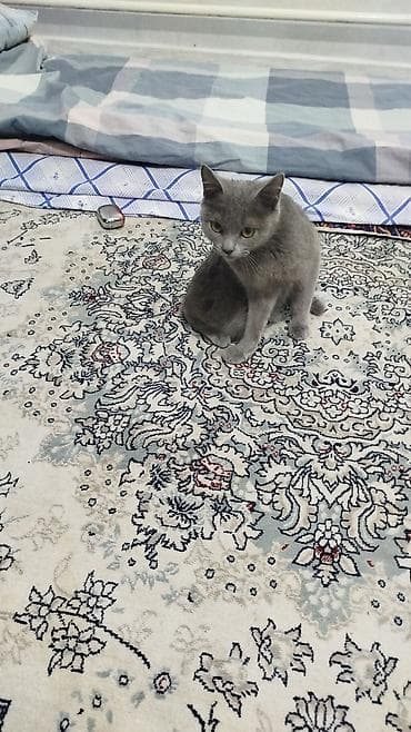 летучий мышь: Британский короткошёрстный котёнок, окрас — сплошной серый (blue) — 1