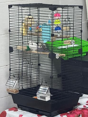 2 попугая: Один белого цвета, другой серо-голубой с характерным at lalafo.kg 2 попугая: Один белого цвета, другой серо-голубой с характерным