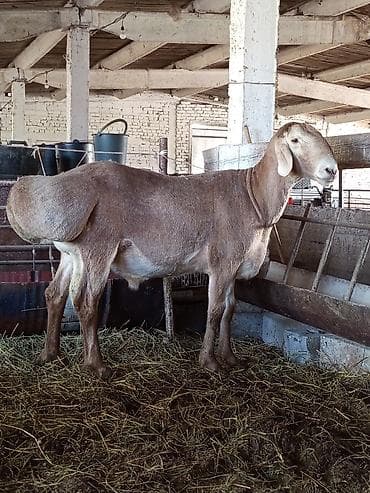 Сатам | Кочкор (эркек) | Арашан | Көбөйтүү үчүн | Жасалма жол менен боозутуу — 2