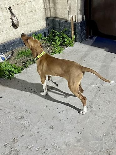 собака щенок: Продаю щенка английского пойнтера. Возраст 5 месяцев Получил все — 3