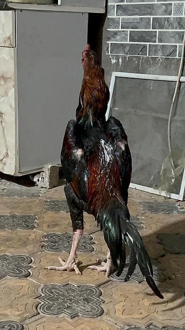 авчарка бишкек: Сатам | Короздор | Тебиштирүүчү | Көбөйтүү үчүн — 5