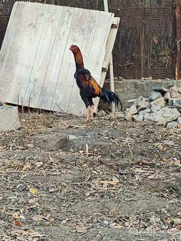 объявления о найденных собаках: Продаю | Петух | Дакан | Для боев — 4