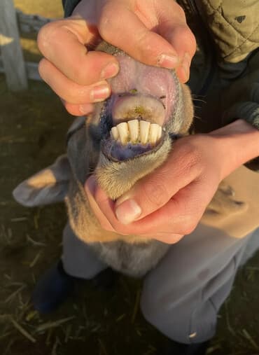 кой союп: Сатам | Ургаачы кой (ургаачы) | Арашан | Көбөйтүү үчүн — 1