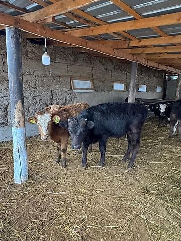 арзан иттер: Сатам | Бука (эркек) | Бордоп семиртүү үчүн — 3