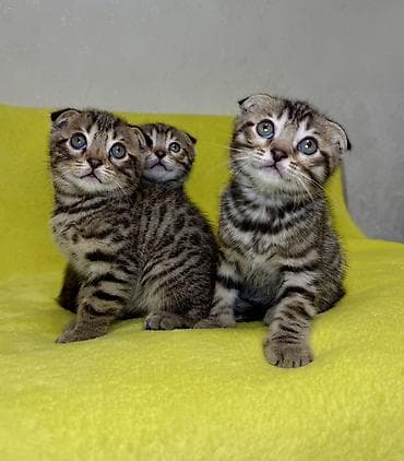 шатландские кошки: Шотландские вислоухие котята в полосатом окрасе табби - Порода — 5