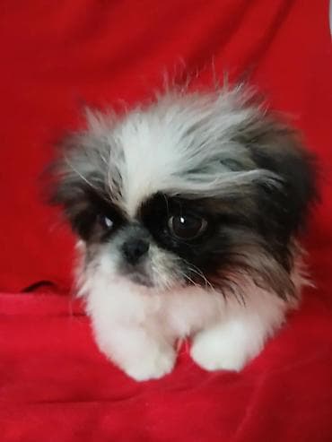 кошка шотланка: ШИКАРНЫЕ. ИМПЕРАТОРСКИЕ. ЩЕНКИ. ПЕКИНЕСОВ. ПЯТНАРИ. ТРИКОЛОР — 6