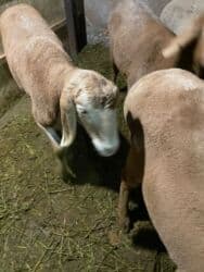 продажа щенков немецкой овчарки с документами в бишкеке: Продаю | Овца (самка) | Арашан, Гиссарская | Для разведения | Ягнившаяся, Матка — 12