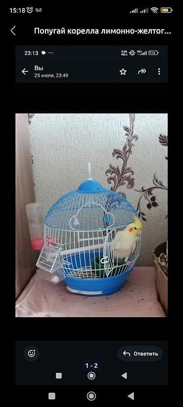 инкубатор автамат: Корелла (нимфа) лимонно‑жёлтого окраса в комплекте с круглой — 1