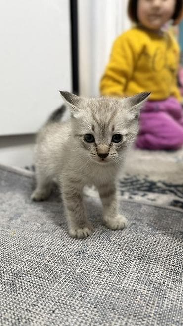 Мышык кууту: Породасыз, 1 айлык, Эркек, Лотокко барууга үйрөтүлгөн — 4