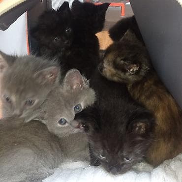 Продажа кошек: Котята от породистых родителей. Объявляю бронь😻 - Папа — 3