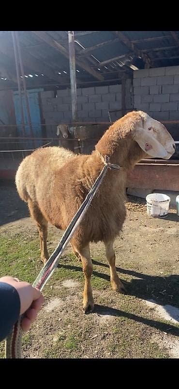 ала тоо уйлары: Продаю | Овца (самка) | Арашан | Для разведения | Матка — 2