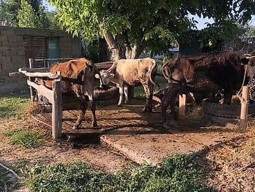 каракол животное: Сатам | Уй (ургаачы), Бука (эркек), Кунаажын | Бордоп семиртүү үчүн, Көбөйтүү үчүн, Сүт алуу үчүн — 6