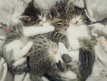 scottish fold: Котята, домашние, короткошёрстные, тигрово-белого окраса. Отдадим — 3