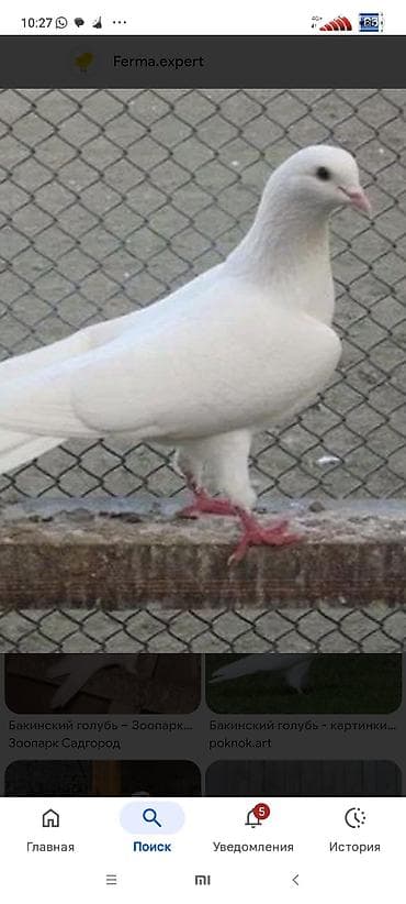 Куплю бакинцев