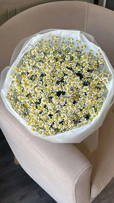 Букет из ромашек (матрика́рия/ароматная ромашка) Пишите: - Состав at lalafo.kg Букет из ромашек (матрика́рия/ароматная ромашка) Пишите: - Состав