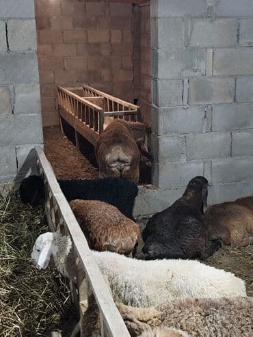 продажа баранов в бишкеке: Продаю | Баран (самец) | Для разведения — 2