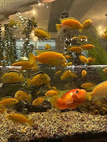 попуга: Аквариумные рыбы — яркие цихлиды (Malawi/Мбуна) и попугай-парарот — 4