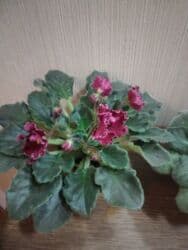 бугенвиллия фото: Сенполии (узамбарские фиалки) с бордовыми махровыми цветками. - — 1