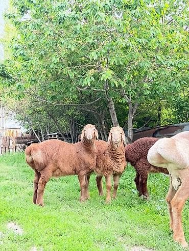 Продаю | Ягненок, Баран (самец) | Арашан