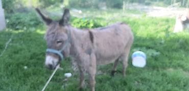 карлик сибрайт: Осёл (мини/средний рост) для хозяйства и прогулок. ОБМЕН ЕСТЬ САМА — 4