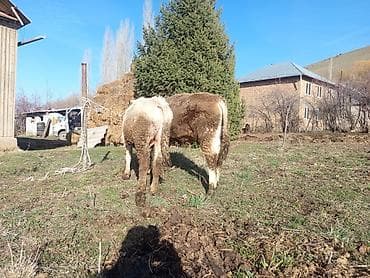 бык бык: Продаю | Бык (самец) | На откорм | Привязанные — 9