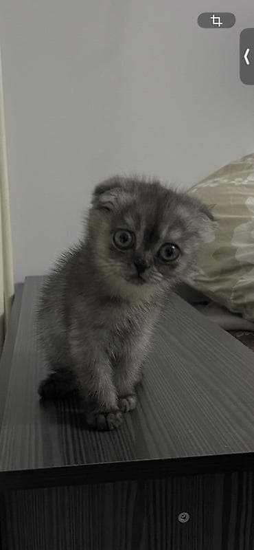 комару кот порода: Шотландский вислоухий котёнок (Scottish Fold), окрас серебристый — 2