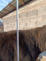 сколько длится беременность коровы: Продаю | Корова (самка) | Для разведения, Для молока | Племенные, Стельные, Искусственник — 4