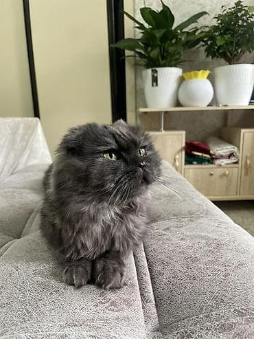 кот сфинкс: Шотландская вислоухая кошка, окрас дымчатый (графитовый). Пушистая — 1