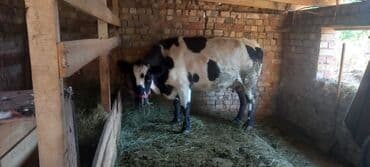 Продаю | Корова (самка) | Для молока