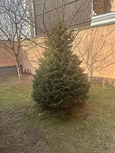 фруктовые деревья: Саженцы деревьев: Ели — 6
