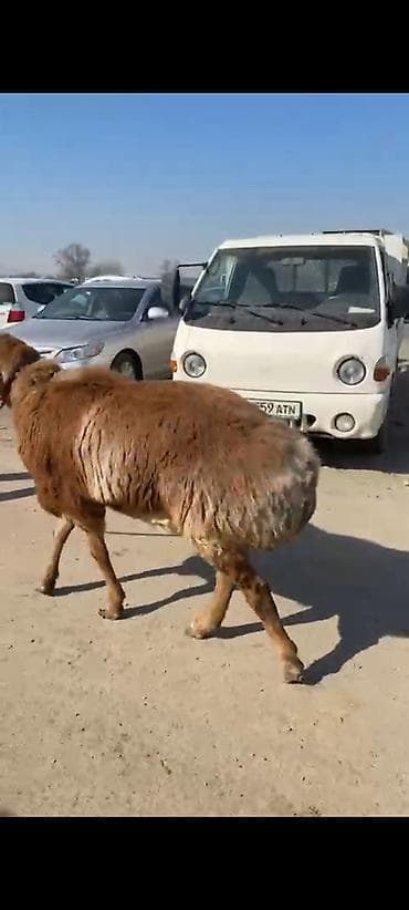 уй кой: Продаю | Баран (самец) | Для разведения | Осеменитель — 4