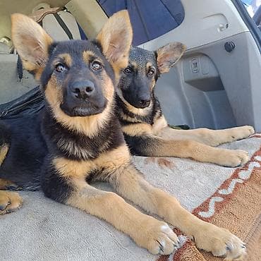 продам щенка немецкой овчарки: Немецкая овчарка, 3 месяца, Самка — 6