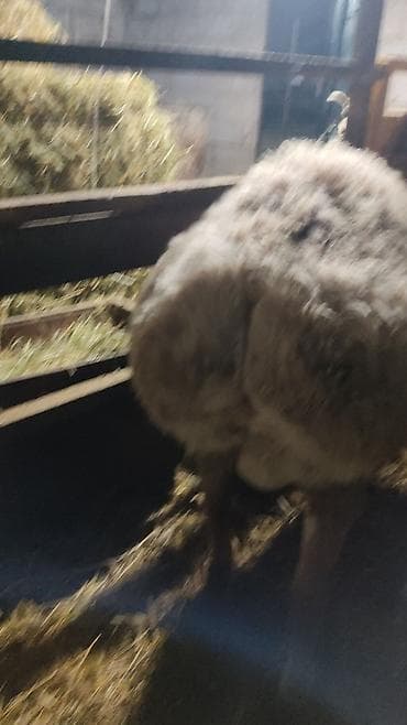 сколько стоит шиншилла маленькая: Продаю | Баран (самец) | Арашан | Для разведения — 8