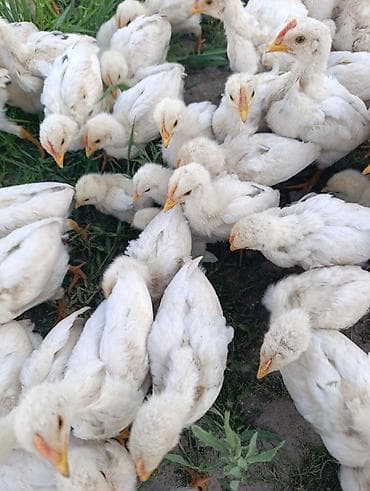 шерсть мериноса: Продаю | Цыплята | Хай-Лайн Соня Грей | На забой — 3