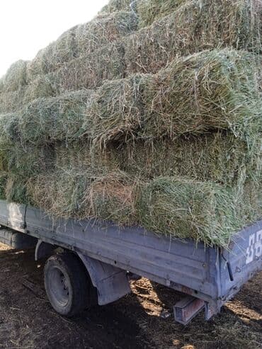 кукуруза пшеница: Либой количества туки продайом саман беде чоп — 1