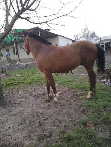 эшек жаныбар: Сатам | Байтал | Жумушка — 3